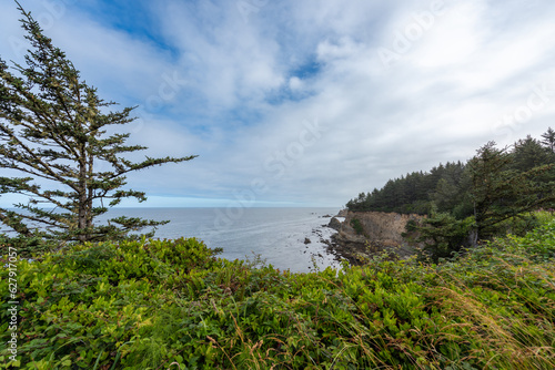 Trees on the beach shore of the Oregon Coast, Cape Arago State Park, Pacific Northwest United States