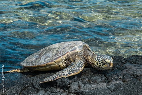The green sea turtle (Chelonia mydas), also known as the green turtle, black (sea) turtle or Pacific green turtle. KEKAHA KAI (KONA COAST) STATE PARK. Mahaiula Beach, Big Island Hawaii