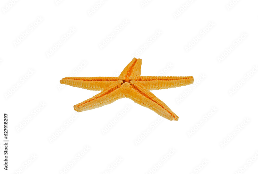 shell star isolated on white background shell star isolated on white background