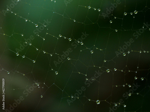 Raindrops on spider web on natural background 