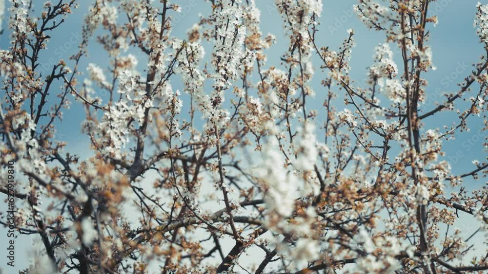 Blooming pink cherry trees on Petrin Hill in spring. A close-up parallax shot. Blooming pink cherry trees on Petrin Hill in spring. A close-up parallax shot.