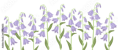 bells, field flowers,camapnula, vector drawing wild plants at white background, floral elements, hand drawn botanical illustration