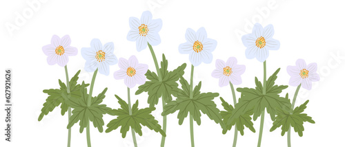 anemone, windflowers, field flowers, vector drawing wild plants at white background, floral elements, hand drawn botanical illustration