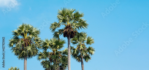 Tropical palm trees against blue sky. Summer vacation or travel concepts.