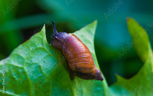 Snail