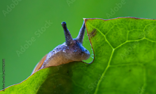 Snail