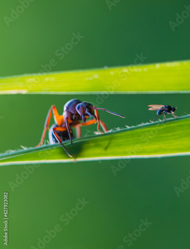 Forest ant closeup