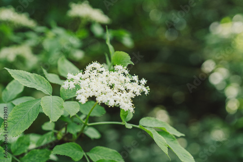 Elder flowers in garden. Sambucus nigra. Elder, black elder flowers. Alternative medicine