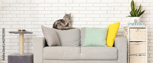 Photography Maine Coon cat on sofa in living room