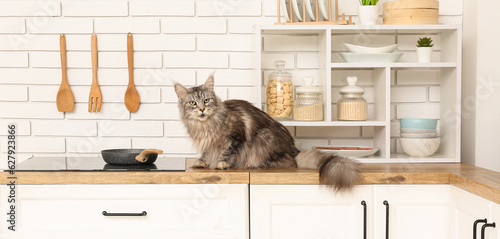 Maine Coon cat on counter i...