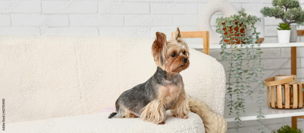 Cute Yorkshire terrier dog sitting on sofa in living room Cute Yorkshire terrier dog sitting on sofa in living room