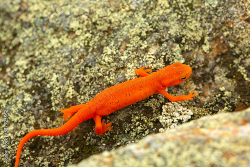 Eastern newt on rocks at the summit of Mt. Kearsarge.