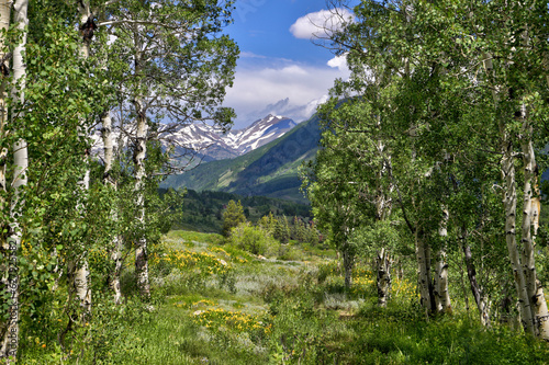 Wildflower season in Crested Butte, CO. Mid-day and the hiking paths near Mt. Crested Butte are rapidly gaining popularity. 
