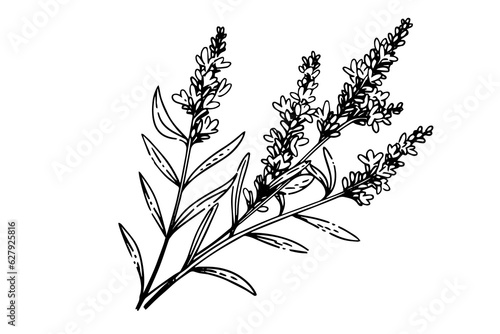 Floral botanical lavender flower hand drawn ink sketch.  Vector engraving illustration.