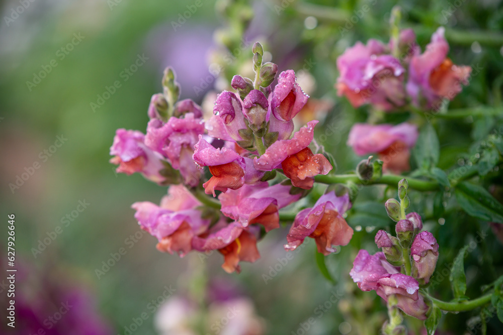 Obraz premium After the rain