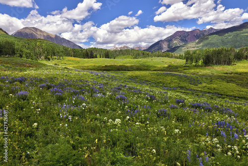 Wildflower season in Crested Butte, CO. Mid-day and the hiking paths near Mt. Crested Butte are rapidly gaining popularity. 