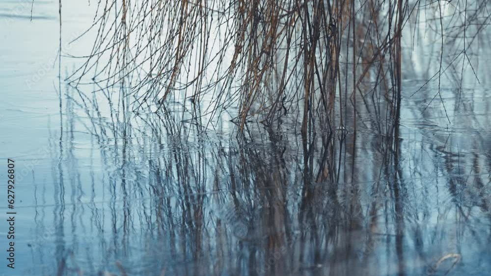 Long slender branches of the willow tree frozen in the water of the lake. Long slender branches of the willow tree frozen in the water of the lake.