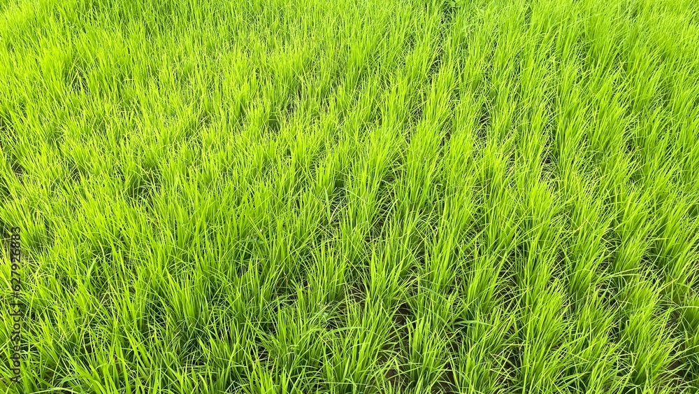 Obraz premium green grass background