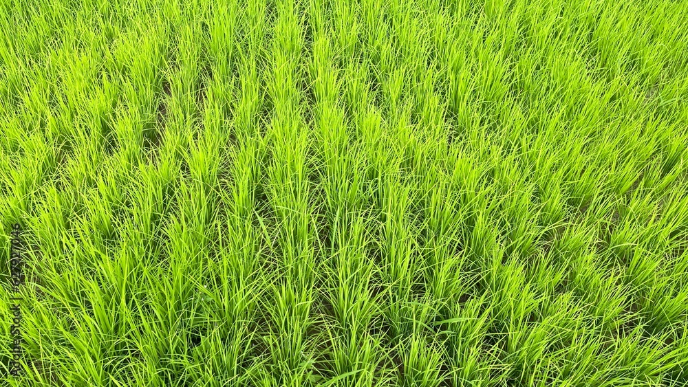 green grass texture green grass texture