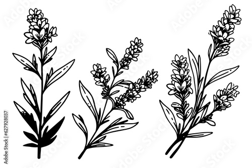 Floral botanical lavender flower hand drawn ink sketch.  Vector engraving illustration.