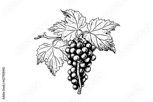 Hand drawn ink sketch of grape on the branch. Engraving style vector illustration.