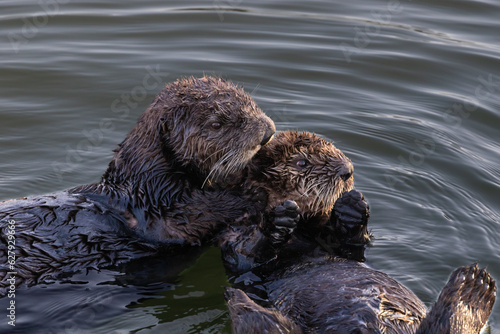 Closeup of pair of sea otters (Enhydra lutris) Floating in ocean on the California coast. Looking to the side. 