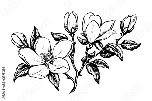 Hand drawn magnolia flower ink sketch. Engraving style vector illustration.