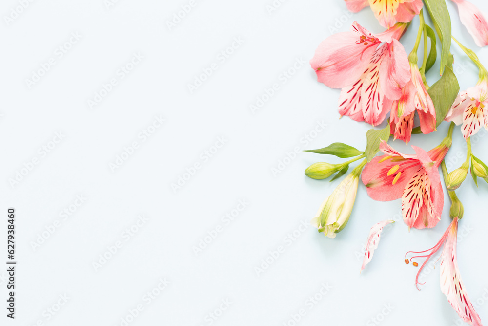 Fototapeta premium alstroemeria flowers on white ackground