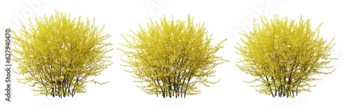 Berberis thunbergii bush plant on transparent background, 3d render.
