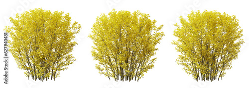 Berberis thunbergii bush plant on transparent background, 3d render. photo