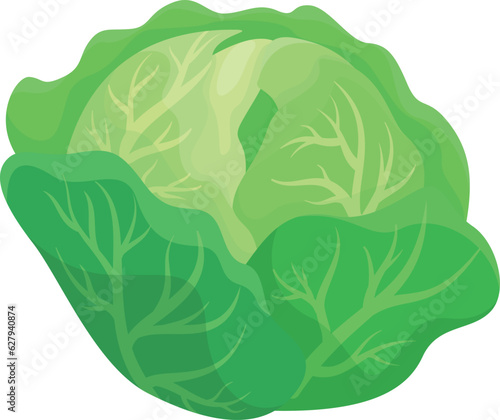 Head green fresh organic cabbage leaves whole vegetable harvest vector flat illustration