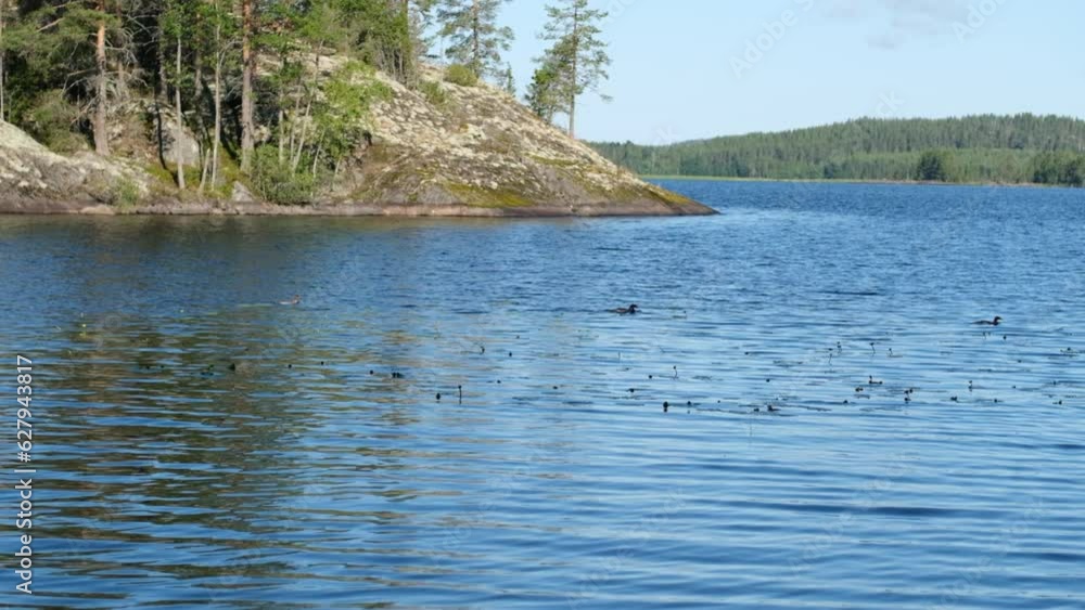 Flock of Great crested grebes swimming and diving in Saimaa lake, Eastern Finland Flock of Great crested grebes swimming and diving in Saimaa lake, Eastern Finland