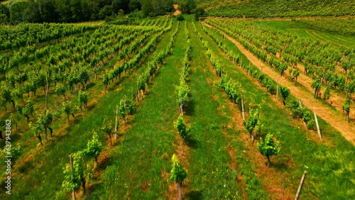 Aerial 4K drone footage of vineyards in Prlekija region in Slovenia. Filmed in the summer time during the day. This region is known for its rolling hills, winemaking, rich heritage and finest wine. photo