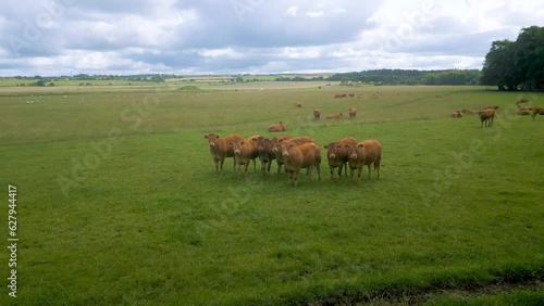 Wallpaper Mural Drone shot pulling back from a group of cows in a farmers field in Scotland. Torontodigital.ca