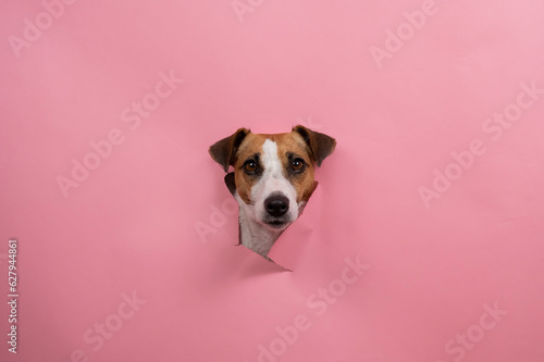 Funny dog jack russell terrier tore pink paper background. 