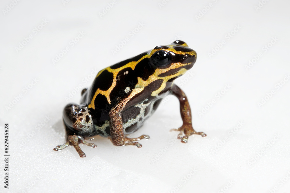 Fototapeta premium Amazonian Poison Frog // Bauchflecken-Baumsteiger (Ranitomeya ventrimaculata)