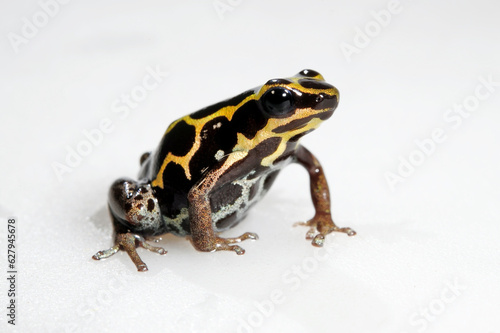 Amazonian Poison Frog // Bauchflecken-Baumsteiger (Ranitomeya ventrimaculata)