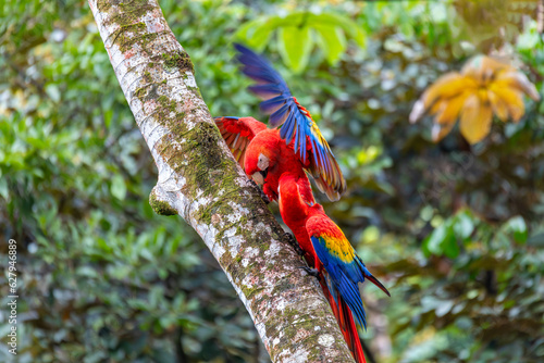 Scarlet macaw (Ara macao), couple perched on tree. Quepos, Wildlife and birdwatching in Costa Rica.