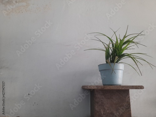 Potted mini yellow pandan plant (Pandanus veitchii) on a white background in the yard photo