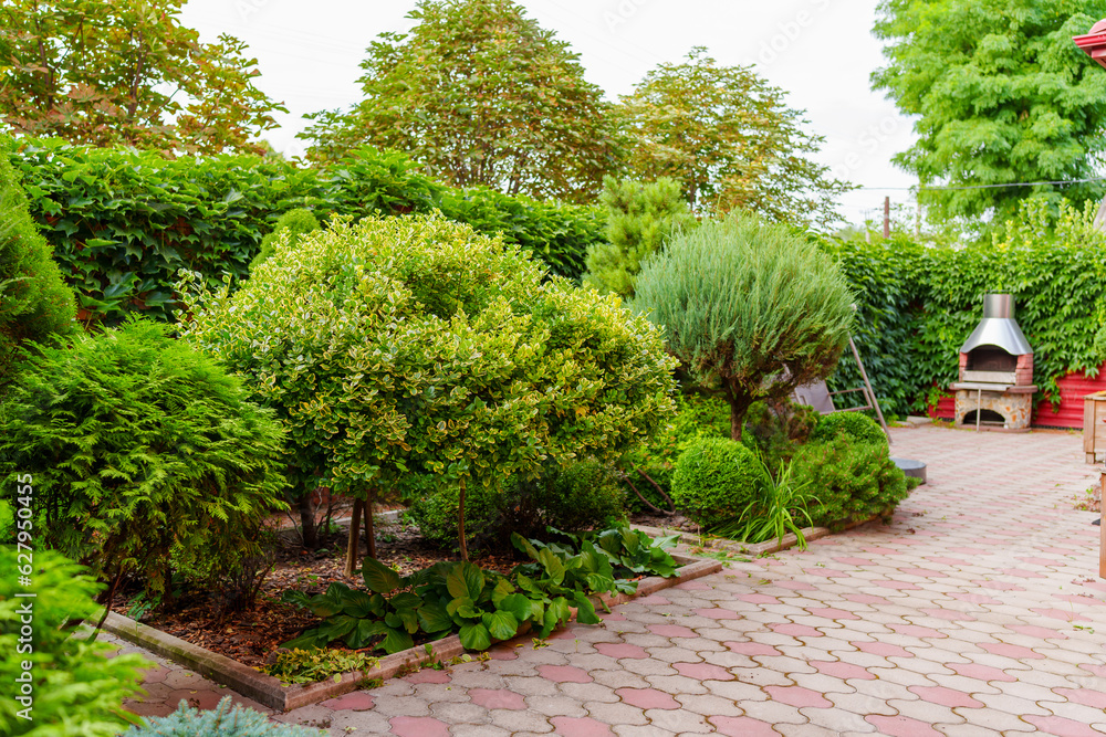 shrubs and dwarf trees in the landscape design of the yard.