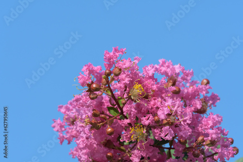 百日紅の花