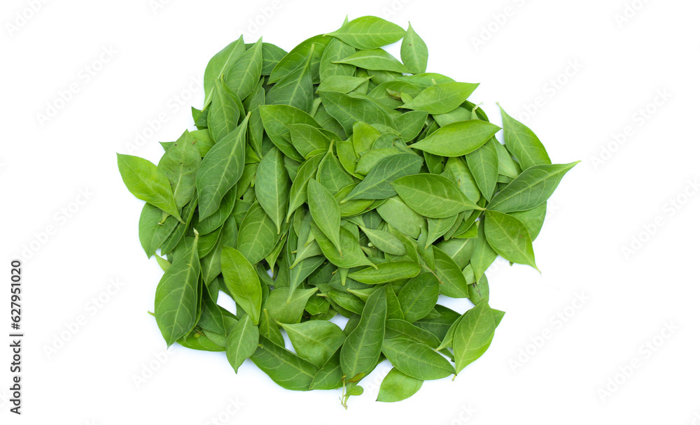 Henna or Lawsonia inermis leaves on white background top view Henna or Lawsonia inermis leaves on white background top view