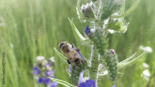 bee on a flower