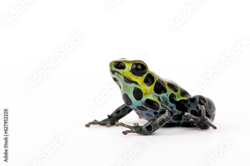 Zimmerman’s poison frog // Einpunkt-Baumsteiger (Ranitomeya variabilis)