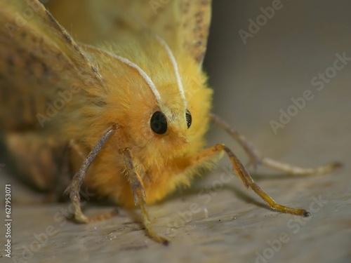 Ennomos, a moth in very close approximation. photo