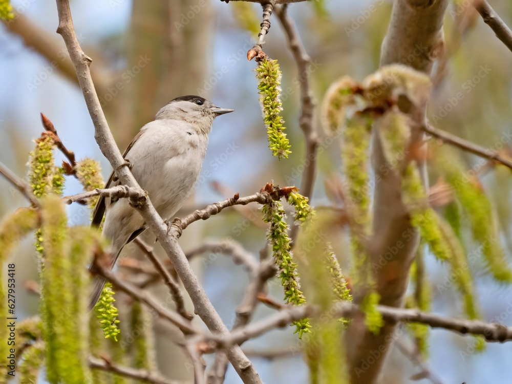 Eurasian blackcap on a tree branch against the sky. Eurasian blackcap on a tree branch against the sky.