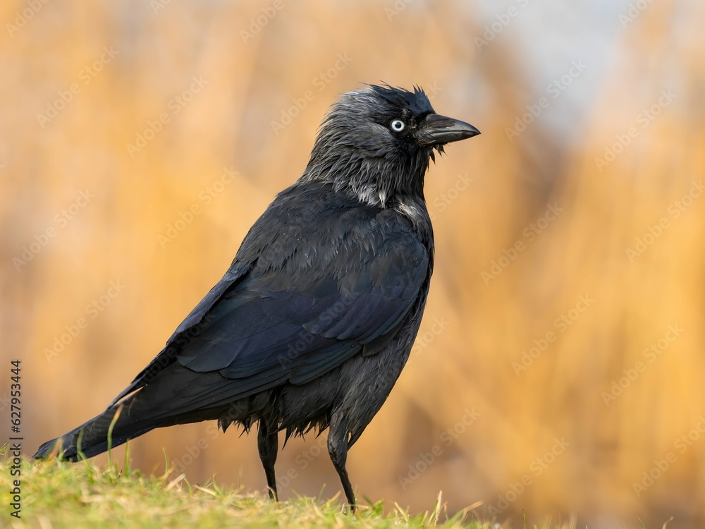 Western jackdaw on the grass, close-up photo. Western jackdaw on the grass, close-up photo.
