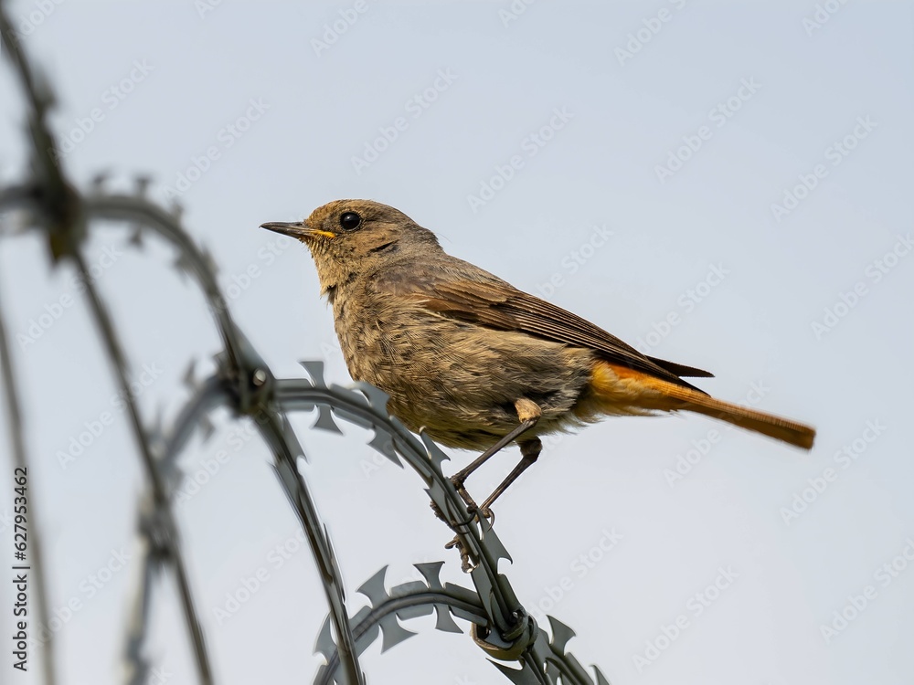 Fototapeta premium Black redstart sitting on razor wire against the sky.