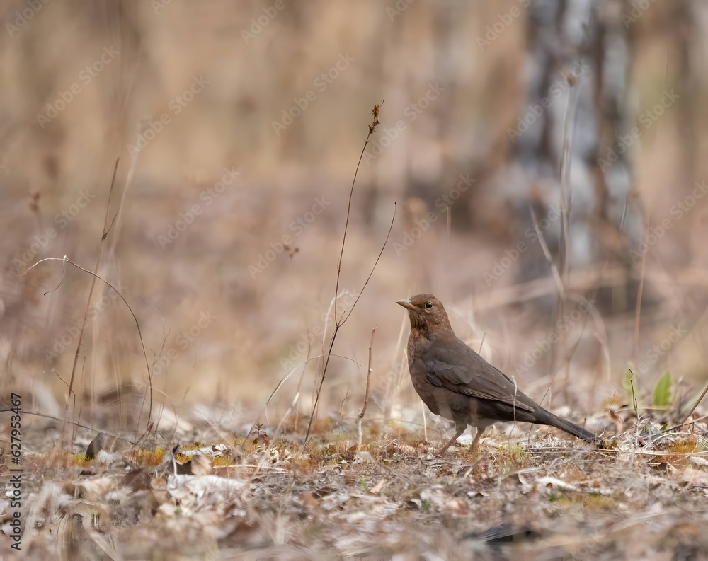 Black redstart on the ground, blurred background. Black redstart on the ground, blurred background.