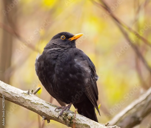 Common blackbird sitting on a tree branch